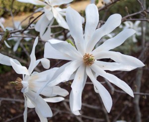 arbusto della magnolia stellata